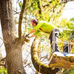 Cedar Park Tree Service: Common Tree Problems and Expert Fixes