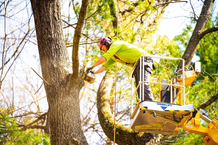 Cedar Park Tree Service: Common Tree Problems and Expert Fixes