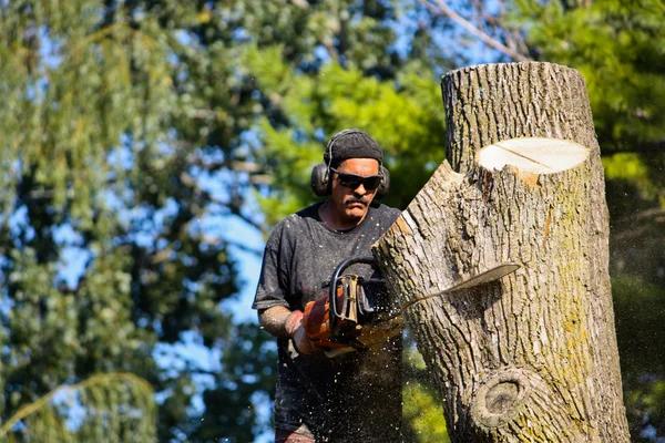Codys Tree Service: Your Local Tree Service South Lake Tahoe