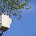 Fast & Efficient Tree Removal Services Near Me Today