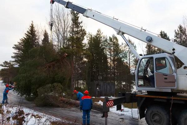 Top Rated Shelton Tree Service for Local Property Owners