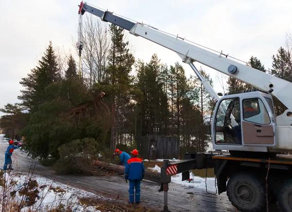 Top Rated Shelton Tree Service for Local Property Owners