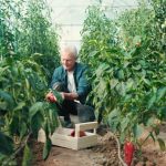 How Does Your Garden Grow? Nurturing Your Indoor Sanctuary