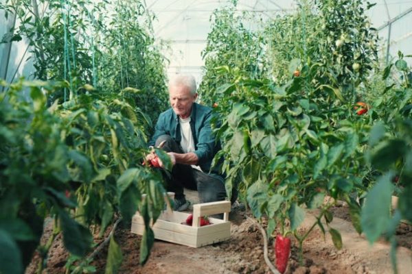 How Does Your Garden Grow? Nurturing Your Indoor Sanctuary