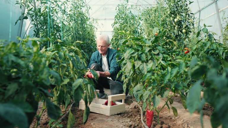 How Does Your Garden Grow? Nurturing Your Indoor Sanctuary